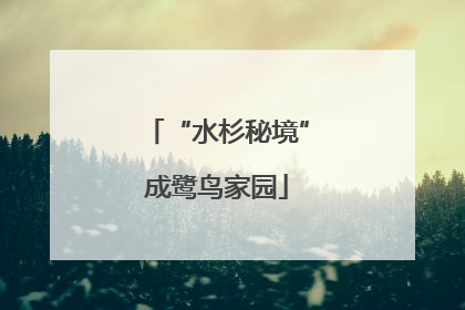“水杉秘境”成鹭鸟家园