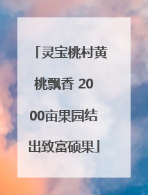 灵宝桃村黄桃飘香 2000亩果园结出致富硕果