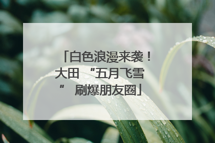 白色浪漫来袭！大田 “五月飞雪” 刷爆朋友圈