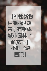 神秘新物种湘西过路黄，有望成城市园林“新宠” | 小叶子游园记