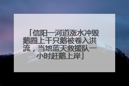 信阳一河道涨水冲毁鹅圈上千只鹅被卷入洪流，当地蓝天救援队一小时赶鹅上岸