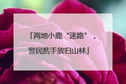 两地小鹿“迷路”，警民携手放归山林