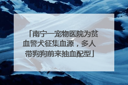南宁一宠物医院为贫血警犬征集血源，多人带狗狗前来抽血配型