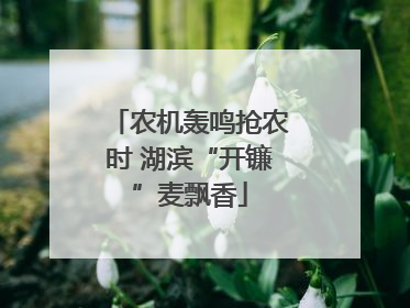 农机轰鸣抢农时 湖滨“开镰”麦飘香