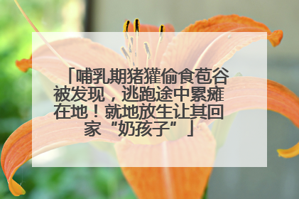 哺乳期猪獾偷食苞谷被发现，逃跑途中累瘫在地！就地放生让其回家“奶孩子”