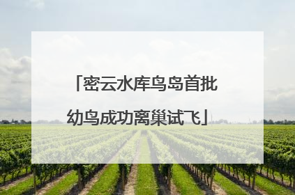 密云水库鸟岛首批幼鸟成功离巢试飞