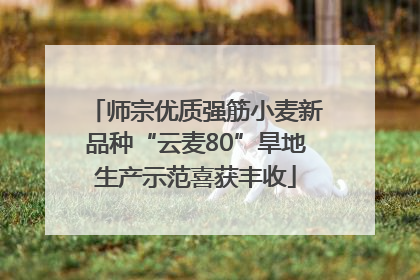 师宗优质强筋小麦新品种“云麦80”旱地生产示范喜获丰收