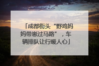 成都街头“野鸡妈妈带崽过马路”，车辆排队让行暖人心