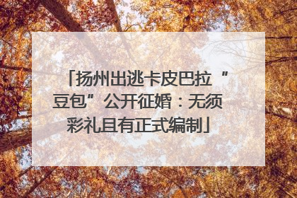 扬州出逃卡皮巴拉“豆包”公开征婚：无须彩礼且有正式编制