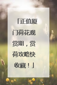 正值厦门荷花观赏期，赏荷攻略快收藏！
