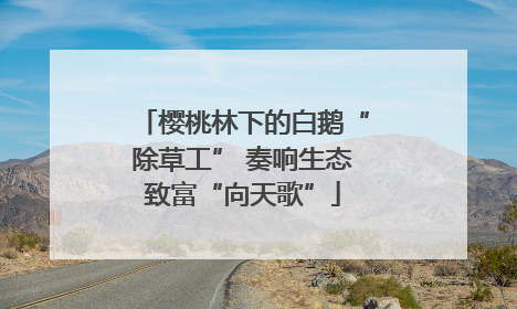 樱桃林下的白鹅“除草工” 奏响生态致富“向天歌”