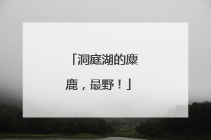 洞庭湖的麋鹿，最野！