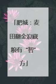 肥城：麦田翻金浪藏粮有“智”方