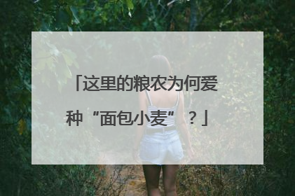 这里的粮农为何爱种“面包小麦”？