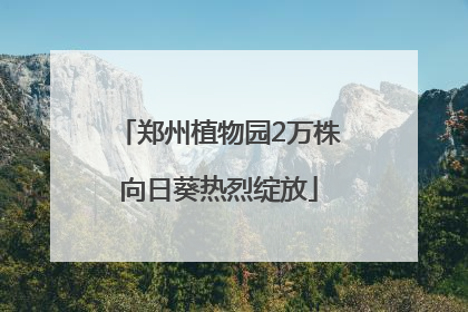 郑州植物园2万株向日葵热烈绽放