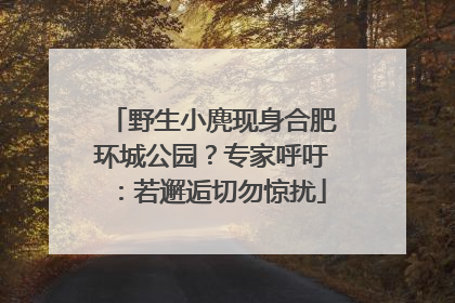 野生小麂现身合肥环城公园？专家呼吁：若邂逅切勿惊扰