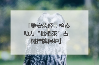 雅安荥经：检察助力“枇杷茶”古树挂牌保护